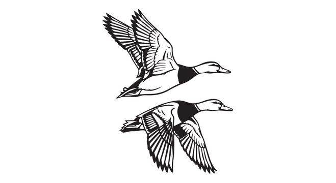 Vector illustration of two ducks flying in formation isolated on white background
