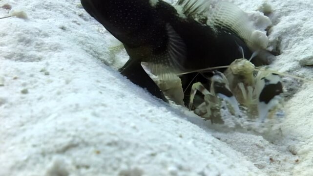 An amazing underwater encounter. In this moment, a powerful Mantis Shrimp fiercely guards its sandy burrow. An Eel, slithering nearby, attempts to intrude. The shrimp defends its territory.