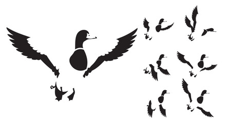 Obraz premium Vector duck silhouettes in various flying positions and poses illustration
