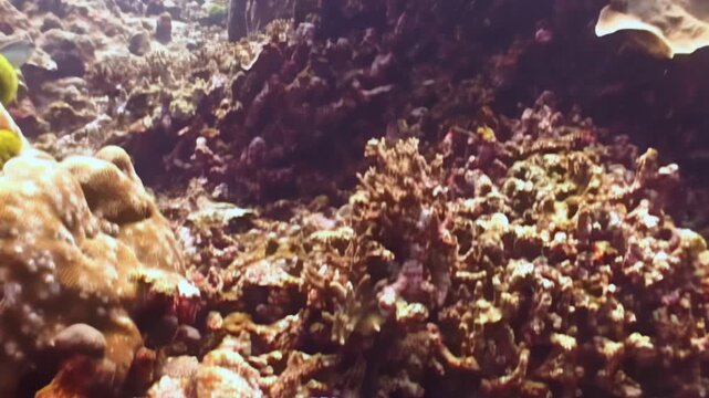 Observe this banded sea krait swimming near vibrant coral reefs in Raja Ampat during daylight. Snake meanders through diverse underwater ecosystem with graceful movements, adding to allure.