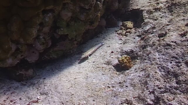 A lizardfish rests camouflaged on the sandy ocean floor near a coral reef. Taken during the day in the waters around Papua New Guinea or Indonesia.