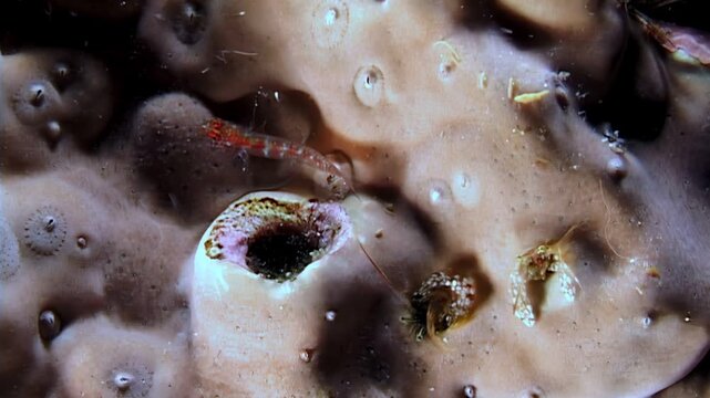 Tiny crabs, shrimps, and crustaceans seek food and shelter in the complex underwater ecosystem of coral burrows. Witness the intricate interactions in this vibrant underwater habitat.