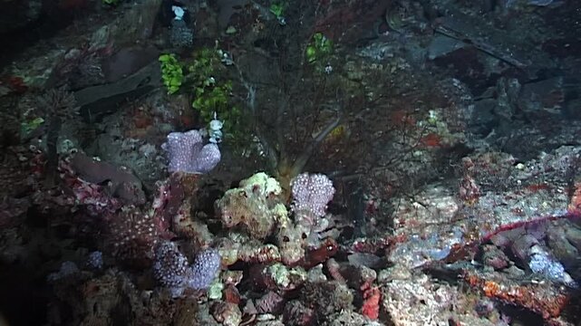 Observe sea anemones using their tentacles to catch food and defend themselves among the reefs. This captivating underwater ecosystem thrives in Papua New Guinea and Indonesia.