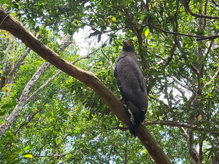 Serpentaire bacha (Spilornis cheela), Aigle serpentaire huppé. © Didier San Martin