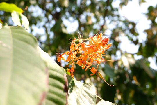 Saraca asoca flowers transitioning from yellow-orange to scarlet red