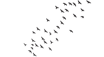Obraz premium Flock of birds flying in formation vector illustration graphic design