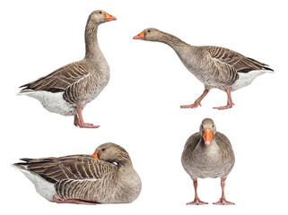 Set of greylag geese in various natural positions, expertly isolated on a transparent background for versatile design. © Christina