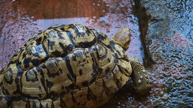 Leopard tortoise walking on a wet surface