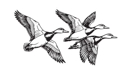 Three ducks flying in formation vector illustration graphic design © Mofizul