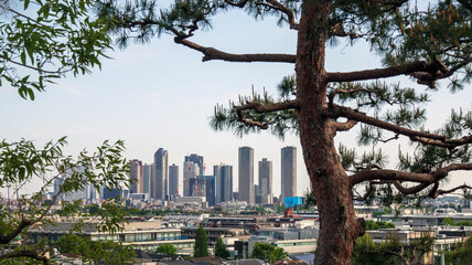 松の木と高層ビル © VVVF