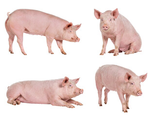 Four healthy domestic pigs in various poses, isolated on a transparent background, studio photograph. © Emma
