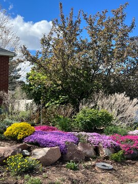 colorful spring garden, rock garden, xeriscape with flowering ground covers, pink and yellow