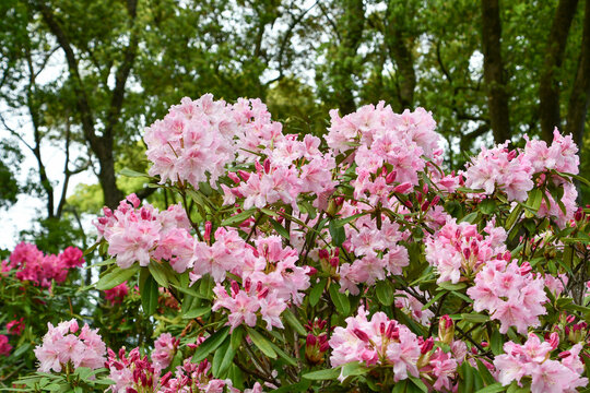 シャクナゲ　Rhododendron