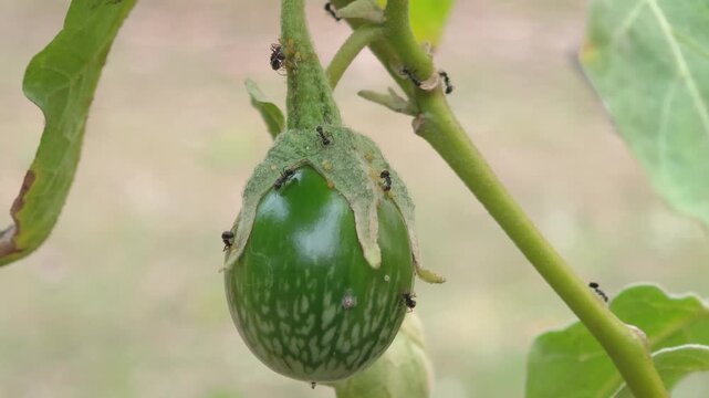 The young eggplants are green, organic, and surrounded by ants.