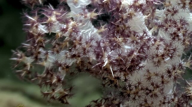 Magnificent soft coral colony thrives on seafloor. Its myriad polyps gently extend, revealing intricate star-like shapes They softly pulse, capturing nourishment from flowing ocean currents during day
