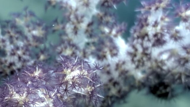 Close up shows vibrant purple soft coral polyps with light tips gently swaying underwater. This intricate marine life thrives in the serene ocean depths, revealing nature's exquisite artistry.