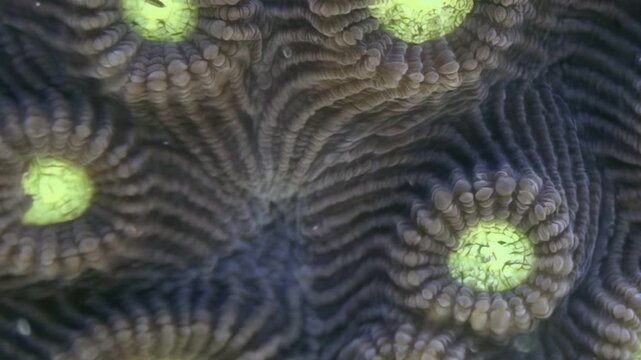 Witness vibrant life of ocean reef as emerald polyps gracefully unfold on convoluted coral. Intricate patterns of this stony colony showcase nature's artistry underwater, bathed in soft daylight.