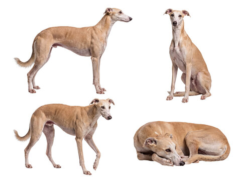 Captivating multi-angle photograph of a charming fawn whippet dog, highlighting its sleek form and calm demeanor.