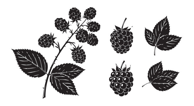 Blackberry vector illustration set with leaves and fruit, blackberry clipart, blackberry vector graphics, blackberry design elements, fruit icons