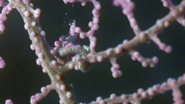 An extraordinary pygmy seahorse intimately embraces its Muricella gorgonian coral habitat.