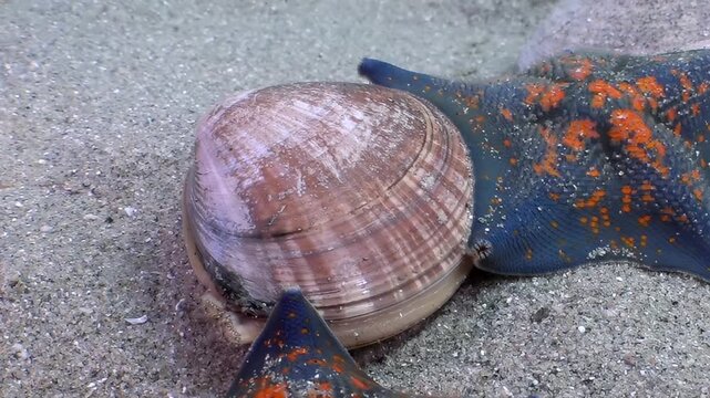 Glimpse a vibrant blue starfish meticulously prying open a resilient clam. This captivating underwater interaction unfolds on the pristine sandy seabed of the majestic Sea of Japan.