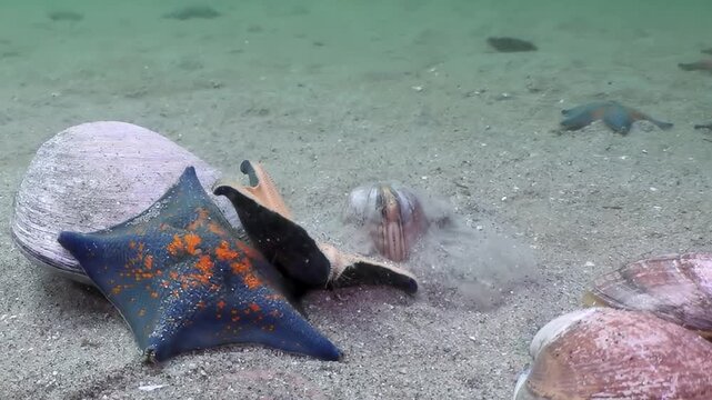 A stunning blue and orange sea star takes center stage on the sandy seabed of the Sea of Japan. Nearby, delicate shells dot the ocean floor, while other marine creatures explore in the distance.