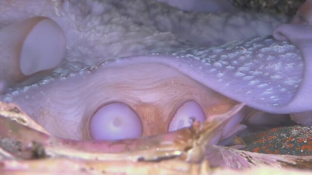 A mesmerizing close-up shows the delicate mouth of an octopus gently opening and closing.