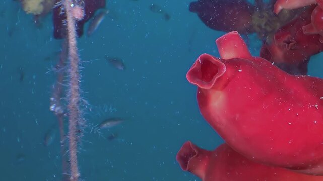 Vibrant crimson sea squirts cling to a textured rope in the azure waters of the Sea of Japan. Small silver fish shimmer and dart, creating a serene and magical marine ecosystem.