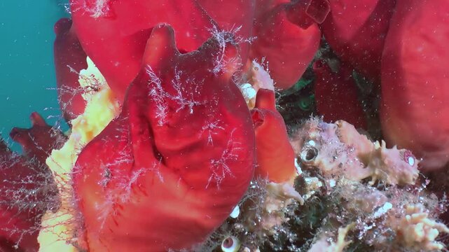 Explore the breathtaking scarlet and golden marine life flourishing in the mysterious depths of the Sea of Japan.