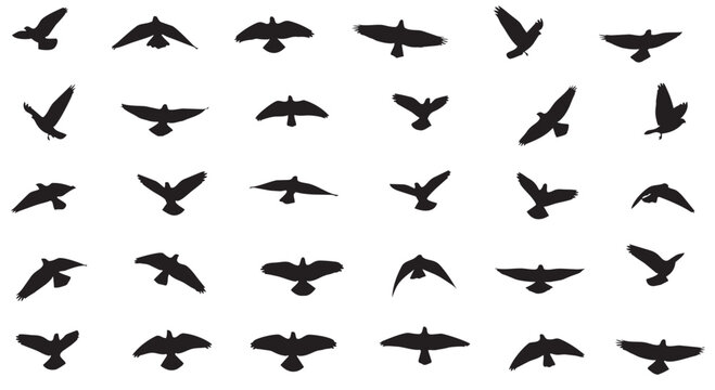 Vector illustration of multiple flying bird silhouettes in various positions and angles