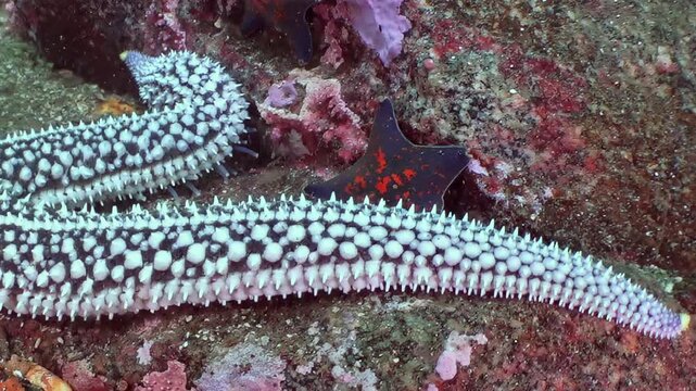Observe beautiful sea star slowly moving on vibrant seabed of Sea of Japan. Its intricate white and black patterns stand out against rocky ocean floor. Another smaller sea star rests nearby.