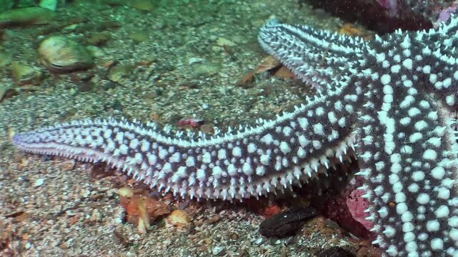 Striking spiked starfish slowly makes its way across sandy, rocky seabed of Sea of Japan. Its black and white pattern stands out amidst gentle underwater environment, true ocean marvel.
