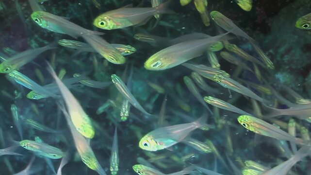 Countless emerald-eyed silversides form mesmerizing, synchronous school in clear, blue ocean. Their translucent bodies catch light, creating beautiful underwater spectacle during daylight hours.