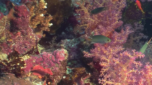 Brilliant orange anthias fish gracefully navigate intricate branches of thriving coral reef. These colorful sea creatures swim peacefully among vibrant marine ecosystem during sunny day underwater.