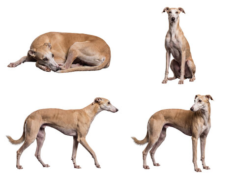 Elegant fawn whippet dog in a collection of calm and dignified poses.