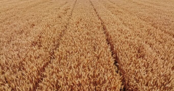 Aerial view of golden wheat ears swaying in the wind during harvest season