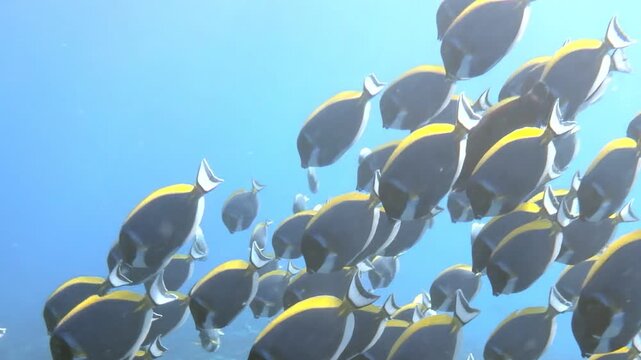 In crystal-clear waters, school of palette surgeonfish glides elegantly through vibrant coral reefs Witness their brilliant colors and mesmerizing movement as they interact with their underwater world