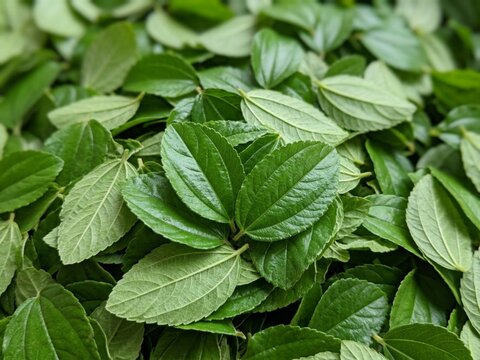 Fresh green bidara leaves pile, ziziphus mauritiana herbal medicine background
