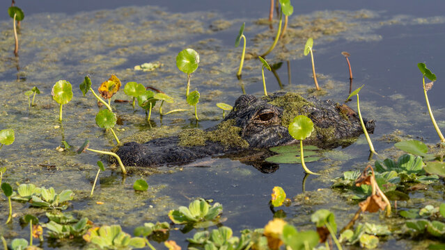 alligator