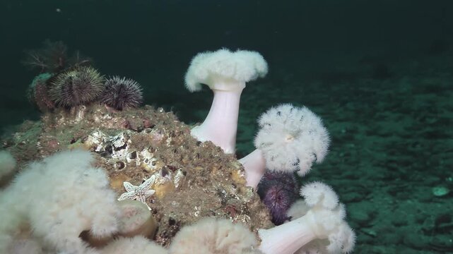 Observe soft white anemones thriving on ancient rocks with spiky urchins and a delicate starfish. This enchanting deep sea garden flourishes at the bottom of the Barents Sea.