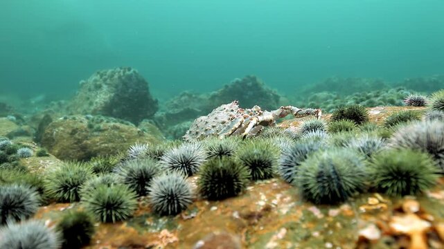 Explore the Arctic Barents Sea bottom. Scallops, imposing crabs, and a dense garden of sea urchins coexist in this cold, clear water, creating a stunning portrait of deep ocean survival.