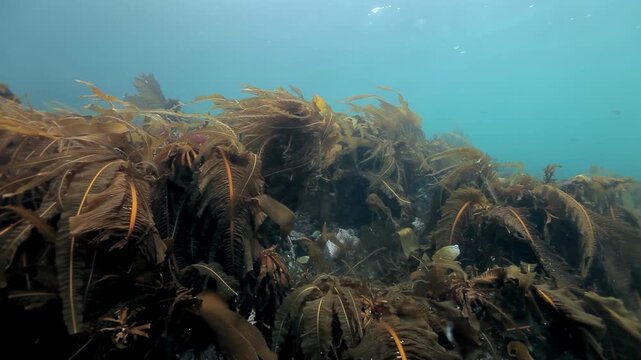 A serene journey into the Arctic Barents Sea's depths. Majestic kelp forests undulate with oceanic rhythms, cradling a rich tapestry of marine organisms and creatures on the illuminated sea floor.