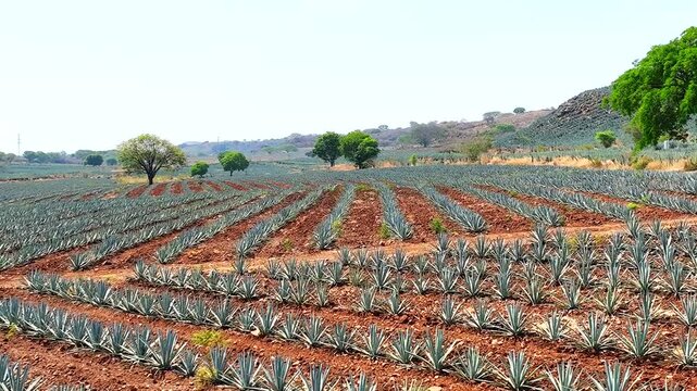 A moving film that crosses the green landscapes of tequila agave fields, between mountains in the town of Tequila, Jalisco, Mexico Abrir en Google Traductor &bull; Comentarios 
