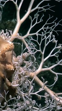 A close look at a basket star in its environment. The brittle star clings to a gorgonian coral. The deep sea creature lives in the dark depths of the Ocean.