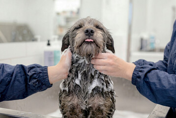 洗われる犬 © YUTO PHOTOGRAPHER