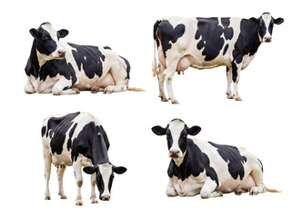 Assortment of Holstein dairy cattle in various natural postures, presented clearly on a transparent background. © Steven
