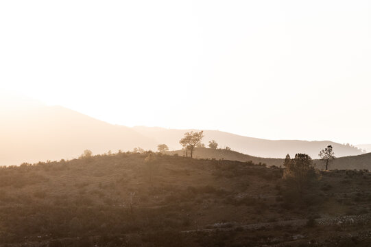 California hills with trees at sunset in summer