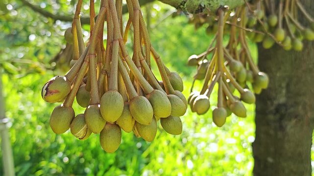 Durian flower buds on durian tree.