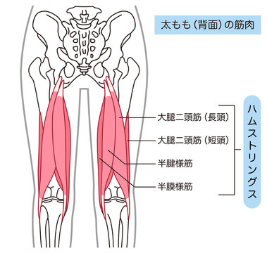 太もも背面の筋肉　ハムストリングス
