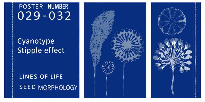 Cyanotype botanical prints displaying seed morphology and stipple effects